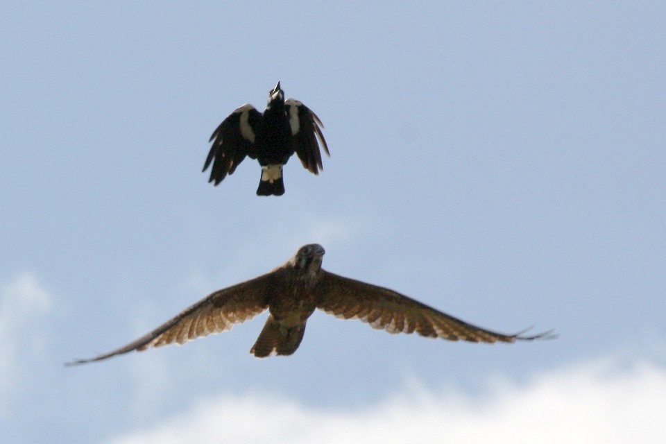 Brown Falcon (Falco berigora)